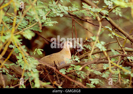 Lauchtaube, manchmal auch kleine braune Taube genannt, Streptopelia senegalensis, Erwachsene auf Nest, Bharatpur, Indien Stockfoto