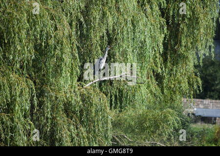 Reiher sitzt auf einem Ast in die Weide, Stockfoto