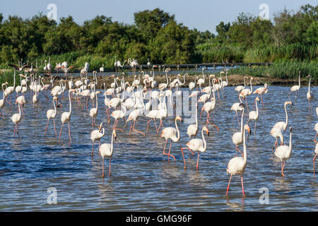 Amerikanische Flamingos (Phoenicopterus Ruber), Parc Vogelwarte du Pont de Gau, Camargue, Frankreich, Europa Stockfoto