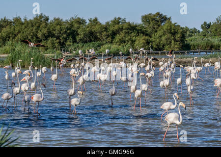 Amerikanische Flamingos (Phoenicopterus Ruber), Parc Vogelwarte du Pont de Gau, Camargue, Frankreich, Europa Stockfoto