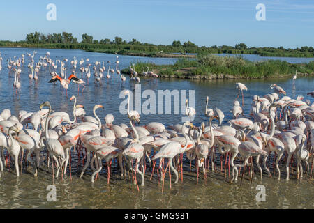 Amerikanische Flamingos (Phoenicopterus Ruber), Parc Vogelwarte du Pont de Gau, Camargue, Frankreich, Europa Stockfoto
