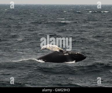 Buckelwale vor der Küste von Massachusetts, Brust, slapping, Verletzung, Tauchen Stockfoto