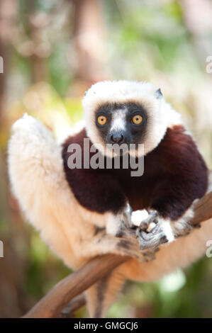 Coquerel Sifaka Propithecus Coquereli Madagaskar Stockfoto