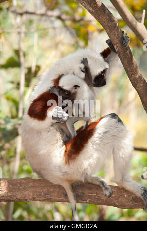 Coquerel Sifaka Propithecus Coquereli Madagaskar Stockfoto