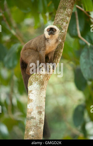 White-Fronted braune Lemur Madagaskar Stockfoto