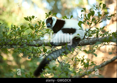 Schwarz und weiß Ruffed Lemur Madagaskar Stockfoto