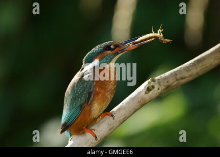 Eisvogel mit großen Diving Käferlarve Stockfoto