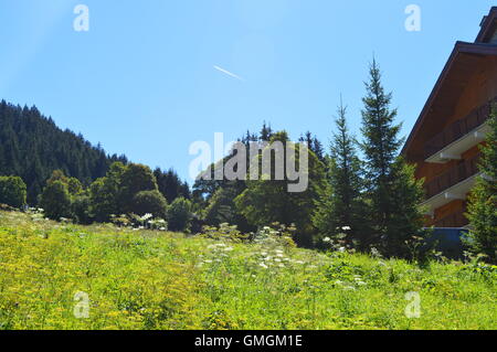 lila Bergblumen auf die Hänge und Pisten der französischen Alpen in der Nähe von Méribel, Frankreich im Sommer Stockfoto