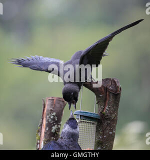 Juvenile eurasischen Dohle, auch bekannt als Western Dohle oder Dohle, bettelten um Futter aus seinem übergeordneten Element mit nassen Federn Federn Stockfoto