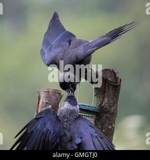 Juvenile eurasischen Dohle, auch bekannt als Western Dohle oder Dohle, bettelten um Futter aus seinem übergeordneten Element mit nassen Federn Federn Stockfoto