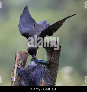 Juvenile eurasischen Dohle, auch bekannt als Western Dohle oder Dohle, bettelten um Futter aus seinem übergeordneten Element mit nassen Federn Federn Stockfoto