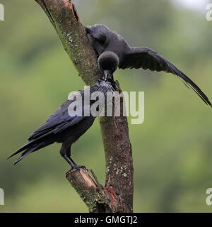 Juvenile eurasischen Dohle, auch bekannt als Western Dohle oder Dohle, bettelten um Futter aus seinem übergeordneten Element mit nassen Federn Federn Stockfoto