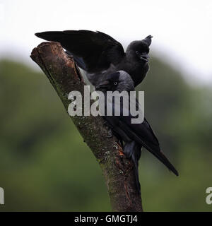 Juvenile eurasischen Dohle, auch bekannt als Western Dohle oder Dohle, bettelten um Futter aus seinem übergeordneten Element mit nassen Federn Federn Stockfoto