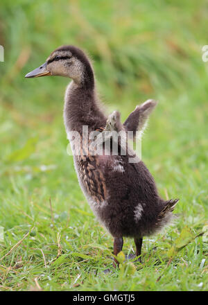 Eine juvenile Stockente auf dem Rasen stehen, mit den Flügeln schlägt Stockfoto