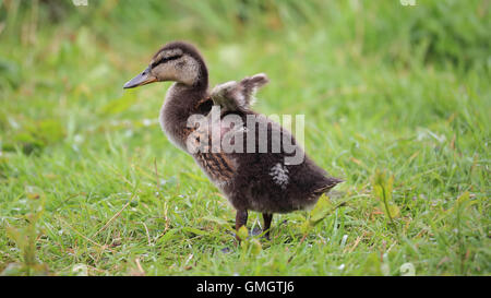 Juvenile Stockente mit den kleinen Flügeln, stehend auf dem grünen Rasen Stockfoto