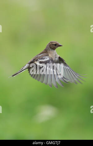 Weibliche Buchfink auf der Flucht vor dem grünen, grünen Hintergrund Stockfoto