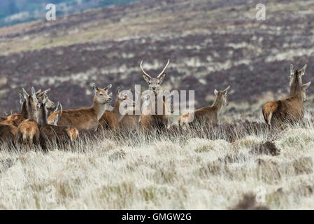 Eine Herde von Rotwild am offenen Hang in der Nähe von Dunkery Leuchtfeuer im Exmoor National Park in Somerset Stockfoto
