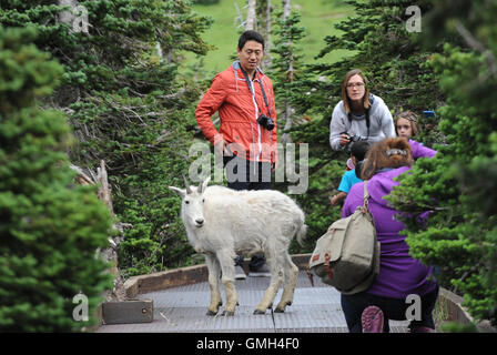 9. August 2016 - Glacier National Park, Montana, Vereinigte Staaten von Amerika - Besucher zum Glacier National Park fotografieren eine Bergziege. Stockfoto