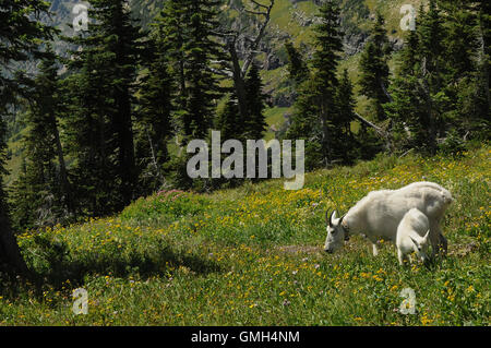 15. August 2016 - Glacier National Park, Montana, Vereinigte Staaten von Amerika - Bergziegen Essen Vegetation in der Nähe von Hidden Lake Trail. Stockfoto