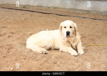 Golden Retriever liegt auf sand Stockfoto