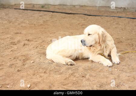 Golden Retriever liegt auf sand Stockfoto