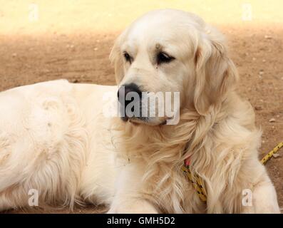 Golden Retriever liegt auf sand Stockfoto