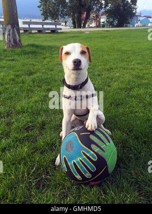 Mac (Macchiato) süße Jack-Russell-Terrier Hund gerade Basketball aus seiner Nase Krabbe Park, Vancouver, BC Kanada-3 Prellen Stockfoto