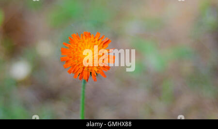 Orange Unkraut Blume, Habichtskraut, Gattung Habichtskräuter, Stockfoto