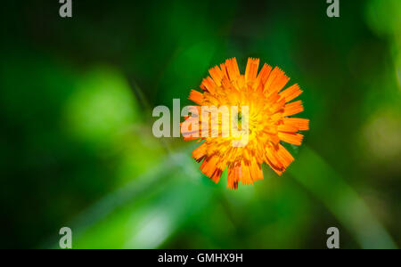 Orange Unkraut Blume, Habichtskraut, Gattung Habichtskräuter, Stockfoto