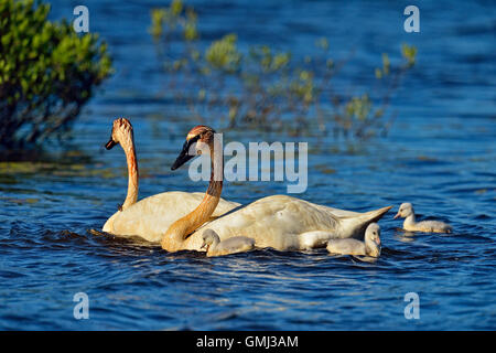 Trompeter Schwan (Cygnus buccinator) Erwachsene Fütterung im Teich mit jungen, Seney National Wildlife Refuge, Seney, Michigan, USA Stockfoto