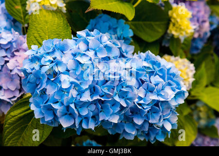 Nahaufnahme der Blaue Hortensie (Hydrangea Macrophylla) in einem Garten. Stockfoto
