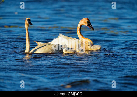 Trompeter Schwan (Cygnus buccinator) Erwachsene Fütterung im Teich mit jungen, Seney National Wildlife Refuge, Seney, Michigan, USA Stockfoto