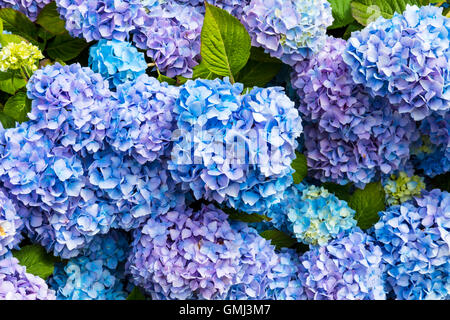 Nahaufnahme der Blaue Hortensie (Hydrangea Macrophylla) in einem Garten. Stockfoto