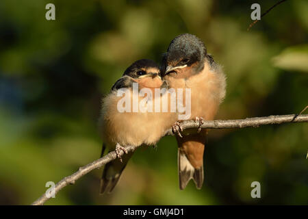 Rauchschwalbe (Hirundo rustica) Jungen, die warten, von übergeordneten Vogel gefüttert werden, Buffalo Pound Provincial Park, Saskatchewan, Kanada Stockfoto