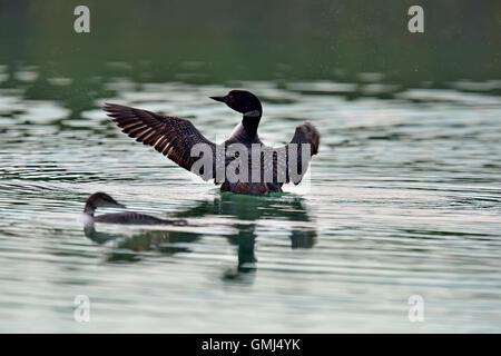 Gemeinsamen Loon (Gavia Immer) Dehnung Flügel auf Pine Lake, Wood Buffalo National Park, Alberta, Kanada Stockfoto