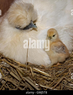 Bantam Henne mit frisch geschlüpften Küken Cotswolds UK Stockfoto