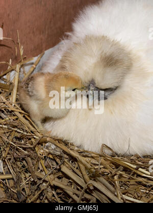 Bantam Henne mit frisch geschlüpften Küken Cotswold UK Stockfoto