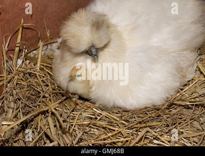 Frisch geschlüpfte Küken mit Bantam Glucke Cotswold UK Stockfoto