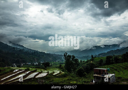 schöne Landschaft von Reisfeldern (Paddy) im Monsun Saison bewölkten und regnerischen Tag in Highland Region Nepals Stockfoto