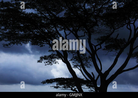 Silhouette eines Baumes gegen blauen Wolkenhimmel. Blick vom Bonacaud, Thiruvananthapuram, Kerala. Stockfoto