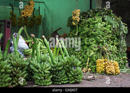 Die Trauben der geernteten Bananen auf einem Markt in Kerala, Indien Stockfoto