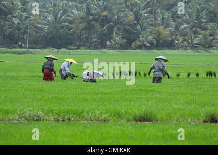 Paddyfield Arbeiter in Kerala. Landarbeiter Pflanzen organisch angebauten Paddy Setzlinge in den Reisfeldern. Stockfoto