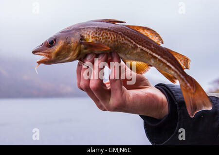 Frisch cod auf Angler's Hand mit schottischen Loch im Hintergrund gefangen Stockfoto