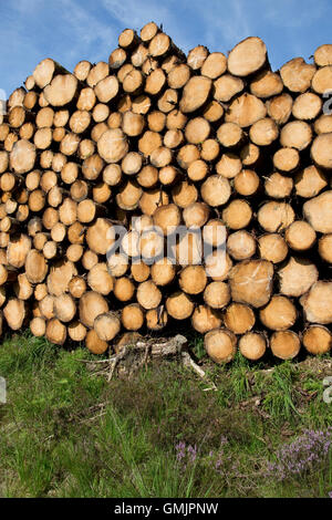 Stapel von kürzlich gefällten Kiefer protokolliert Waldgebiet Ceredigion Mid Wales Stockfoto