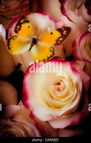 Gelben Schmetterling auf rosa weiße Rosen Stockfoto