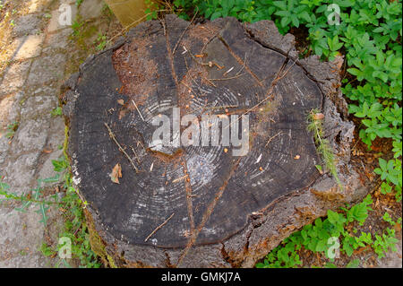 Nahaufnahme von der alten schmutzigen Stamm der gefällte Baum Stockfoto