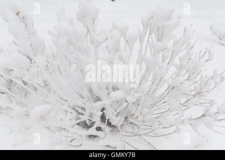 Winter-Äste der Bäume in Raureif auf Schnee und weißen Himmel Hintergrund Stockfoto