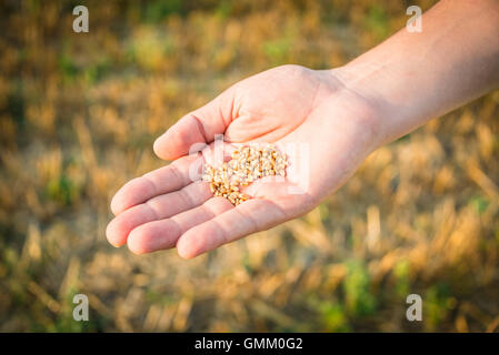 Nahaufnahme eines Mannes Hand voller Weizenkörner. Geernteter Weizenfeld im Hintergrund. Stockfoto