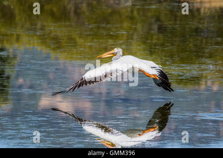 Amerikanischer weißer Pelikan ausziehen aus der Feuchtgebiete in der Las Gallinas Valley Sanitary District, Marin county, California. Stockfoto