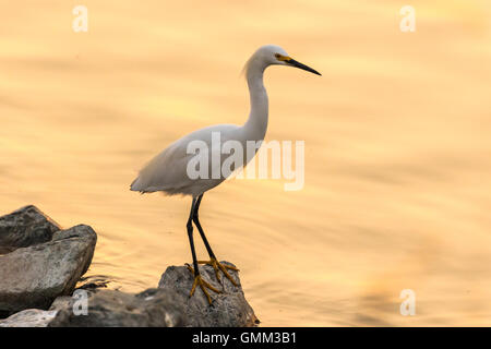 Ein Weißer Reiher (Egretta unaufger) jagt kleine Beutetiere in der Las Gallinas Valley Sanitary District in Marin County, Kalifornien. Stockfoto